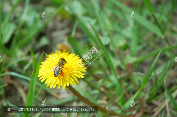 蒲公英oficinale-匯圖網(wǎng) www.fosd68.com 蒲公英oficinale