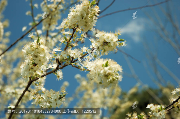 樹(shù)上的花