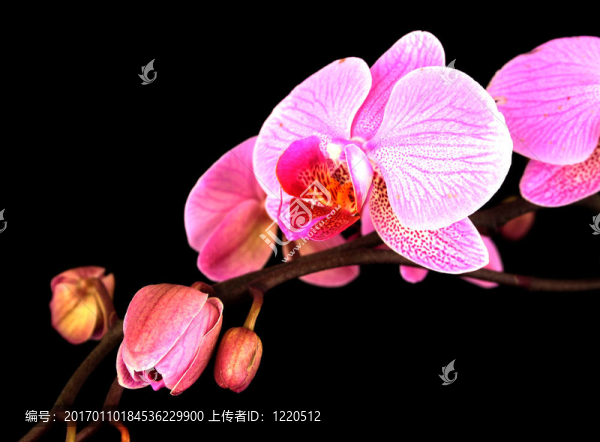 蘭花莖黑