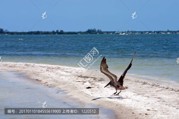 鵜鶘飛行