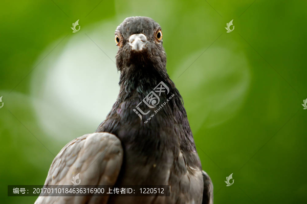 鳥