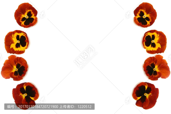 三色堇