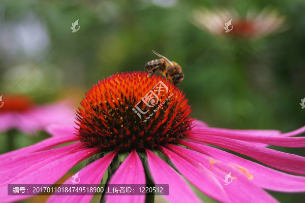 蜜蜂工作蜂