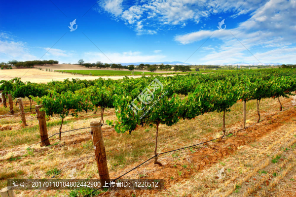 綠色的藤蔓-匯圖網(wǎng) www.fosd68.com 綠色的藤蔓