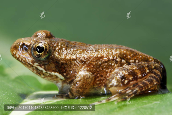 小青蛙