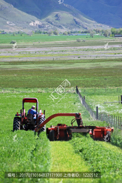 割干草-匯圖網(wǎng) www.fosd68.com 割干草