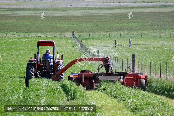 割籬笆附近的干草