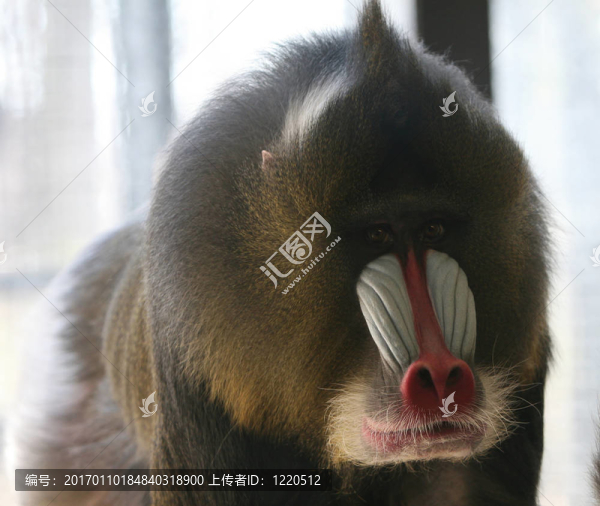 狒狒-匯圖網(wǎng) www.fosd68.com 狒狒