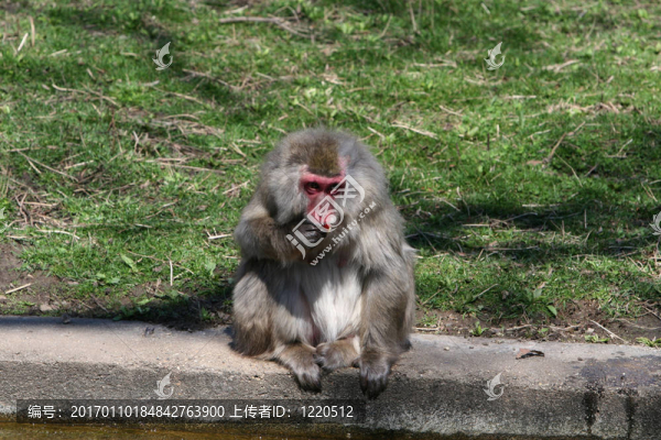 獼猴