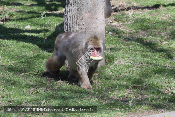 獼猴