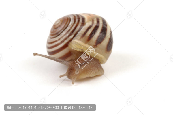 蝸牛近2