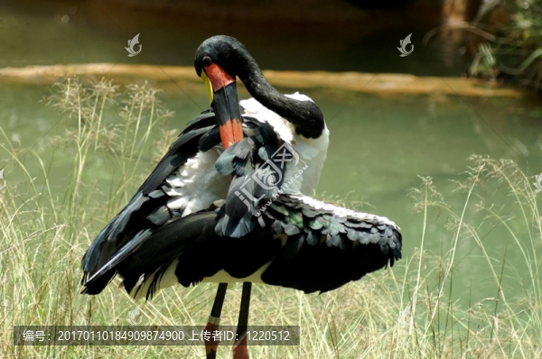 Pelican抓
