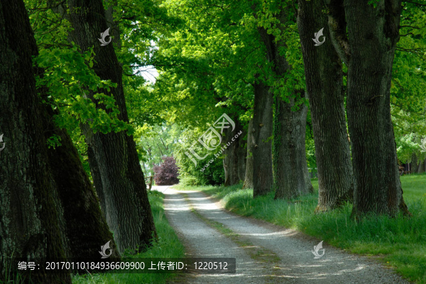 綠色大道-匯圖網(wǎng) www.fosd68.com 綠色大道