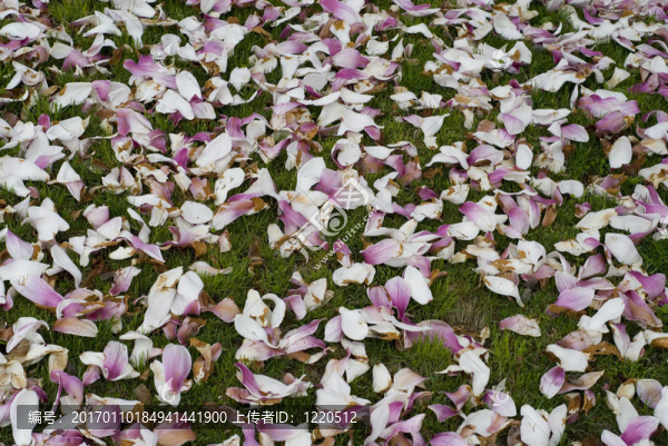 地毯Flowers