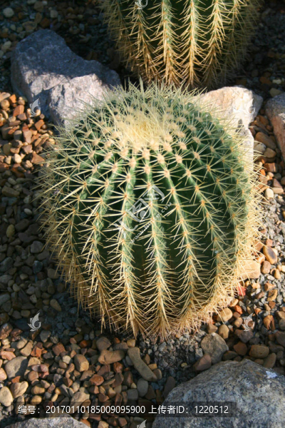 仙人掌