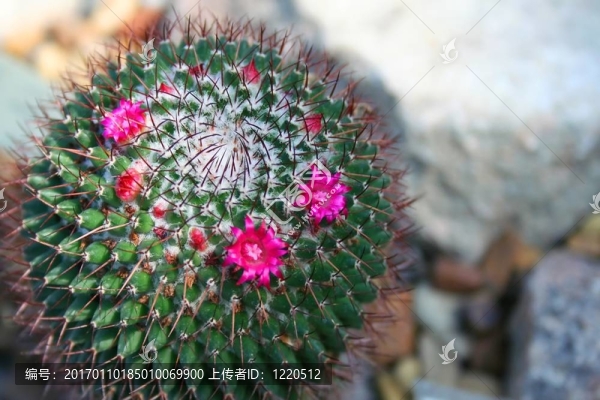 仙人掌-,Mamillaria,Mollendorfiana,Shurly