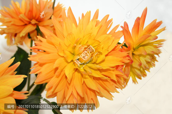 美麗的紫苑花