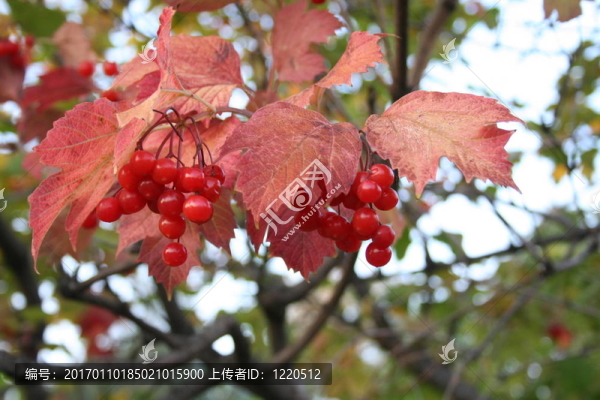 雪球樹(shù)；瓊花；珊瑚