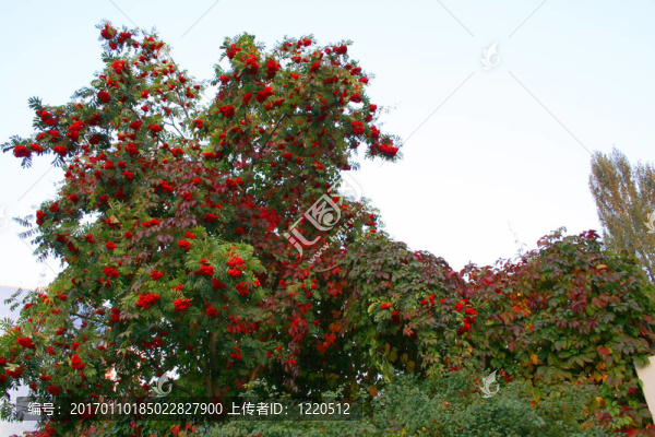 花楸樹(shù)；阿什貝利；樂(lè)華樹(shù)