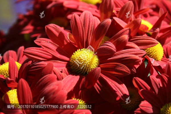 紅色的菊花