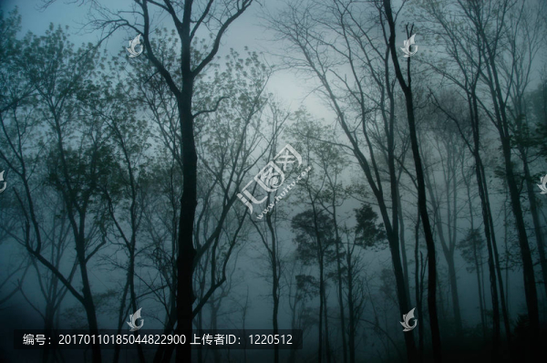 福雷斯特霧
