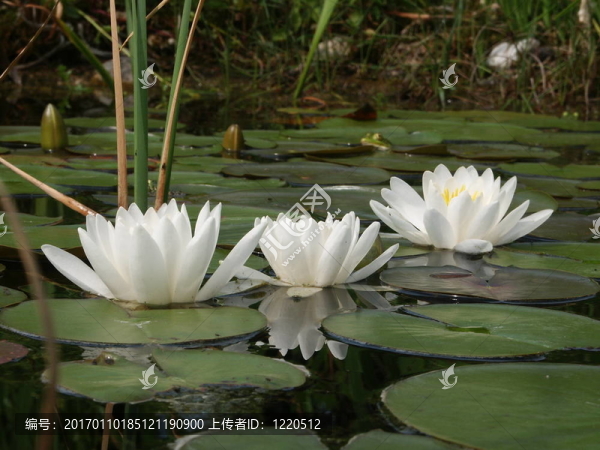 水百合