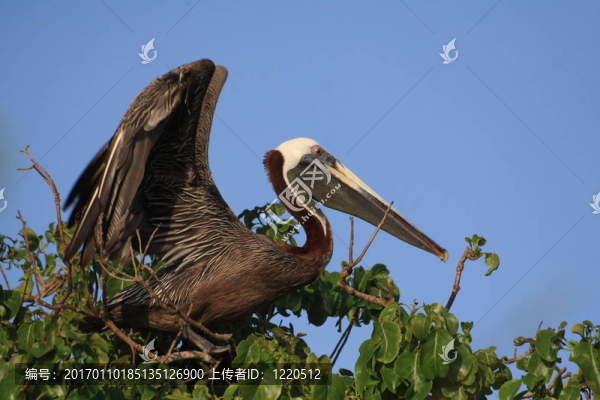 Brown,Pelican的翅膀