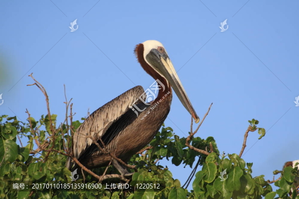 鵜鶘棲息
