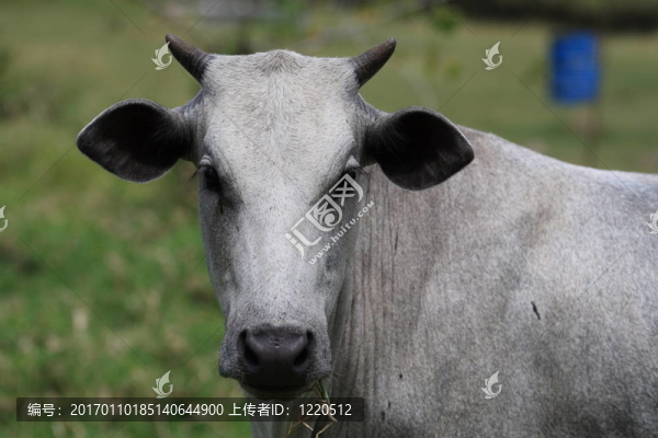 灰白色的牛-匯圖網(wǎng) www.fosd68.com 灰白色的牛