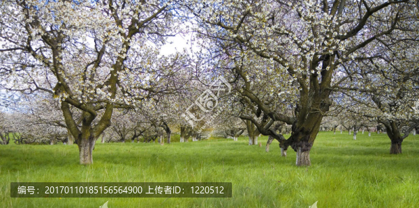 櫻花園