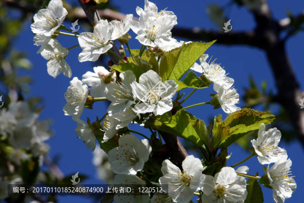 櫻桃blossum-匯圖網(wǎng) www.fosd68.com 櫻桃blossum