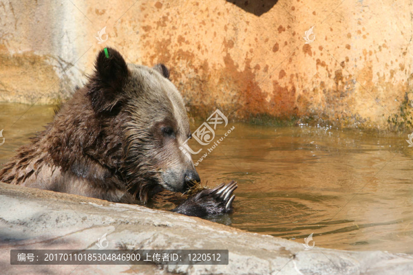 棕熊-匯圖網(wǎng) www.fosd68.com 棕熊