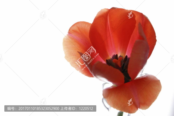 郁金香