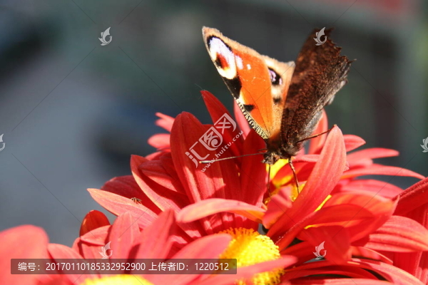 紅色的菊花