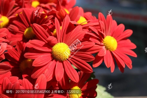 紅色的菊花