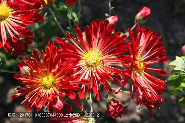 美麗的chrysanthemas