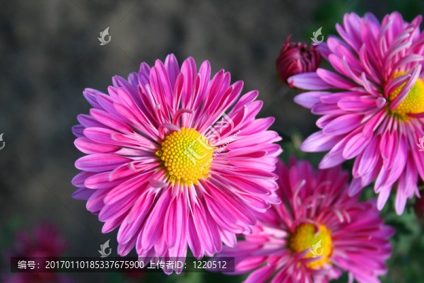 美麗的chrysanthemas