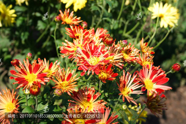 美麗的chrysanthemas