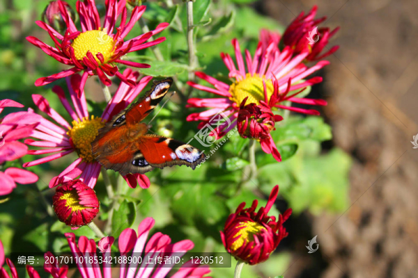 美麗的chrysanthemas