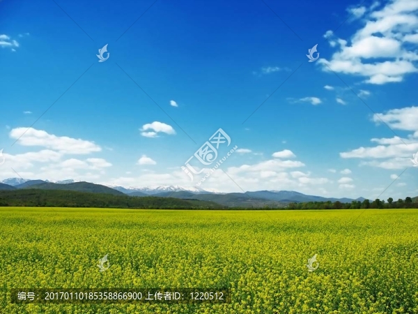 油菜田