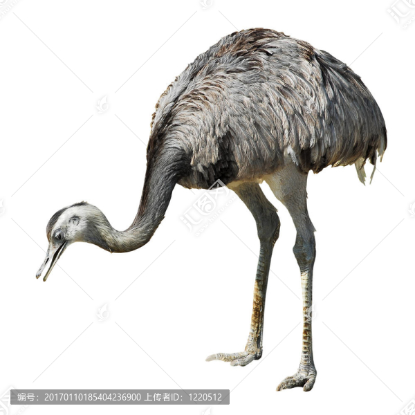 孤立的大美洲鴕