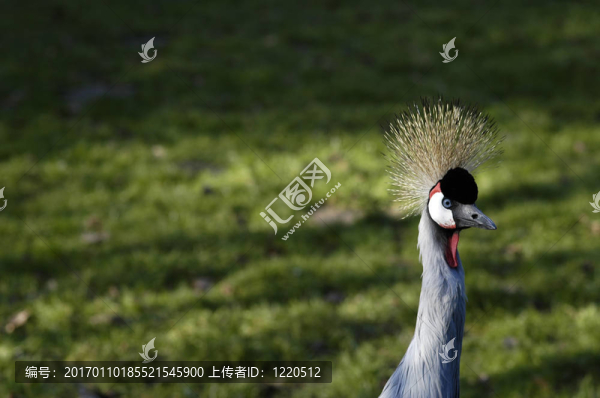 冠毛鶴