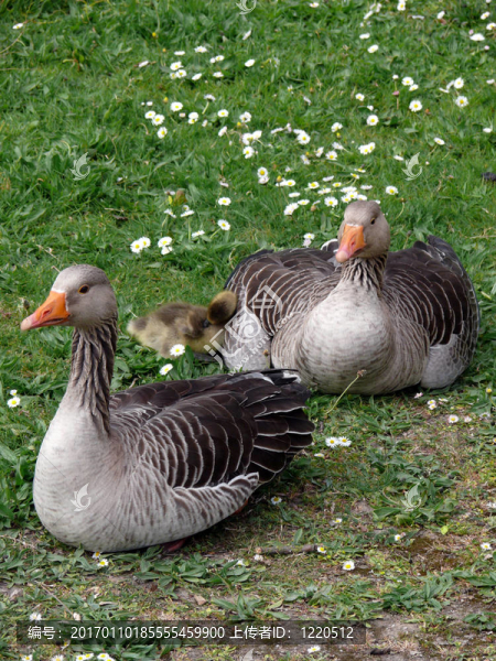 雁（Anser,albifrons）