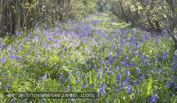 風(fēng)鈴草-匯圖網(wǎng) www.fosd68.com 風(fēng)鈴草