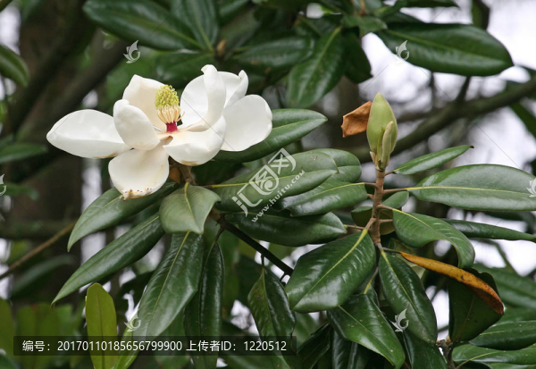 木蘭花