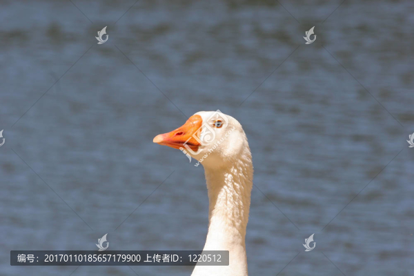 富豪鵝-匯圖網(wǎng) www.fosd68.com 富豪鵝