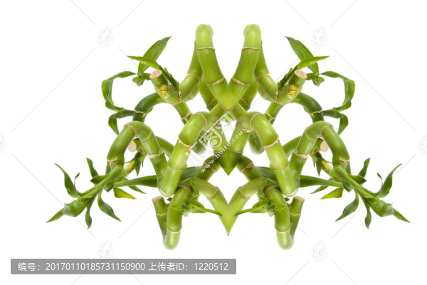 竹類植物