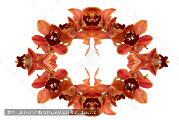 蘭花