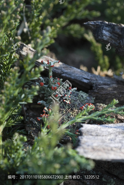 苔蘚在德里夫特伍德