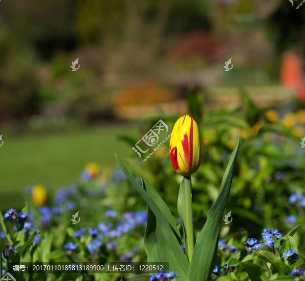 春天的花朵-匯圖網(wǎng) www.fosd68.com 春天的花朵